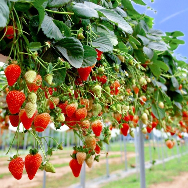* DALAT CITY TOUR: EXPLORING THE CHARMING CITY